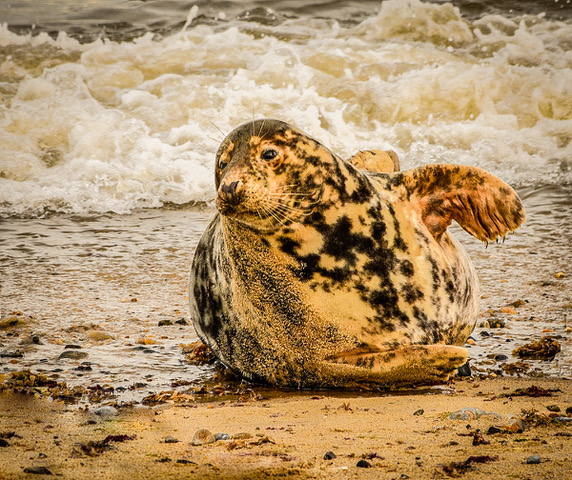Waves of Happiness - Martyn Scurrell